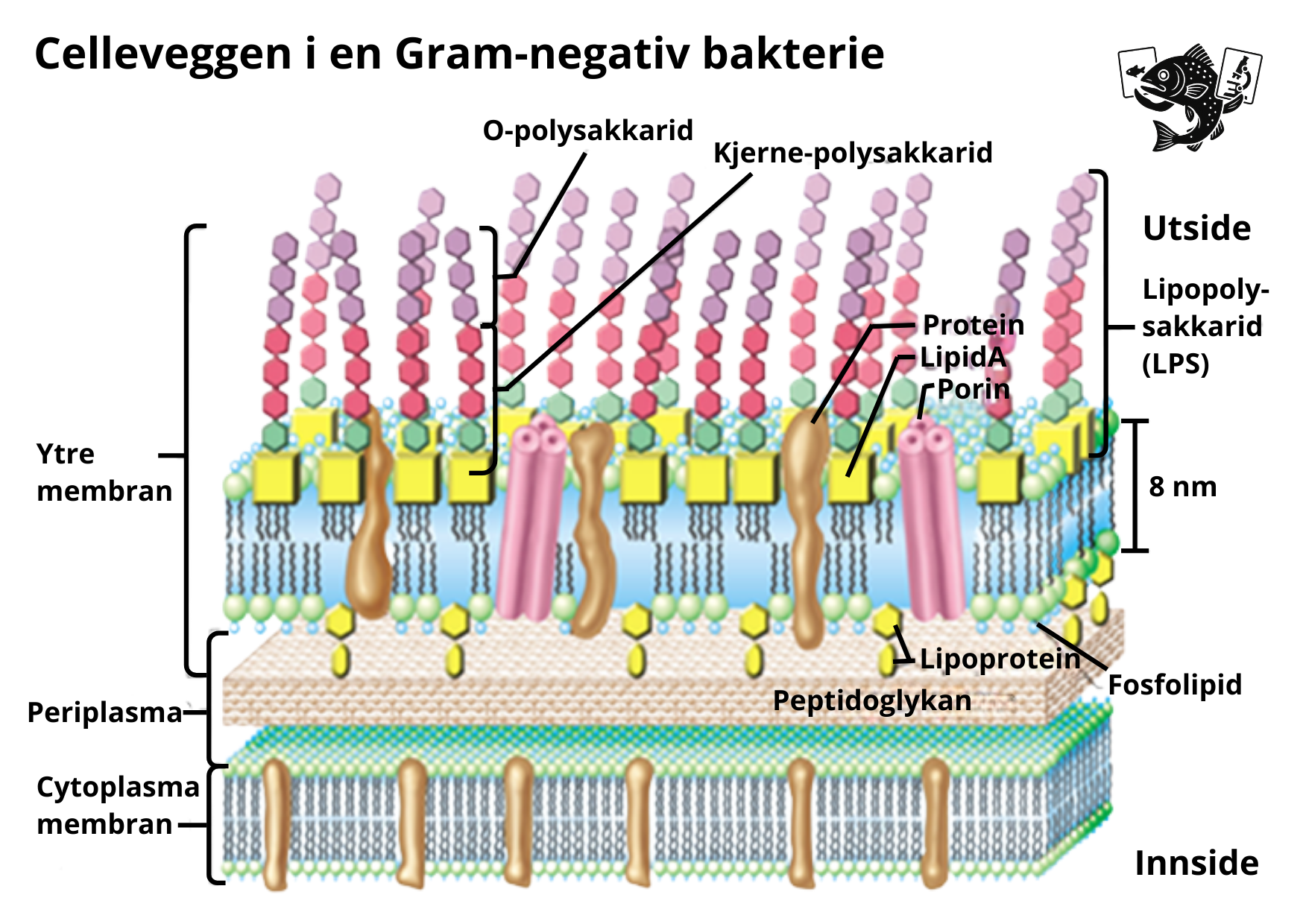 Gram-negativ bakterie cellevegg